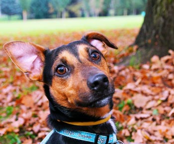 Dog Collars, Leads & Harnesses Melbourne, Victoria, Sydney, Brisbane, Perth